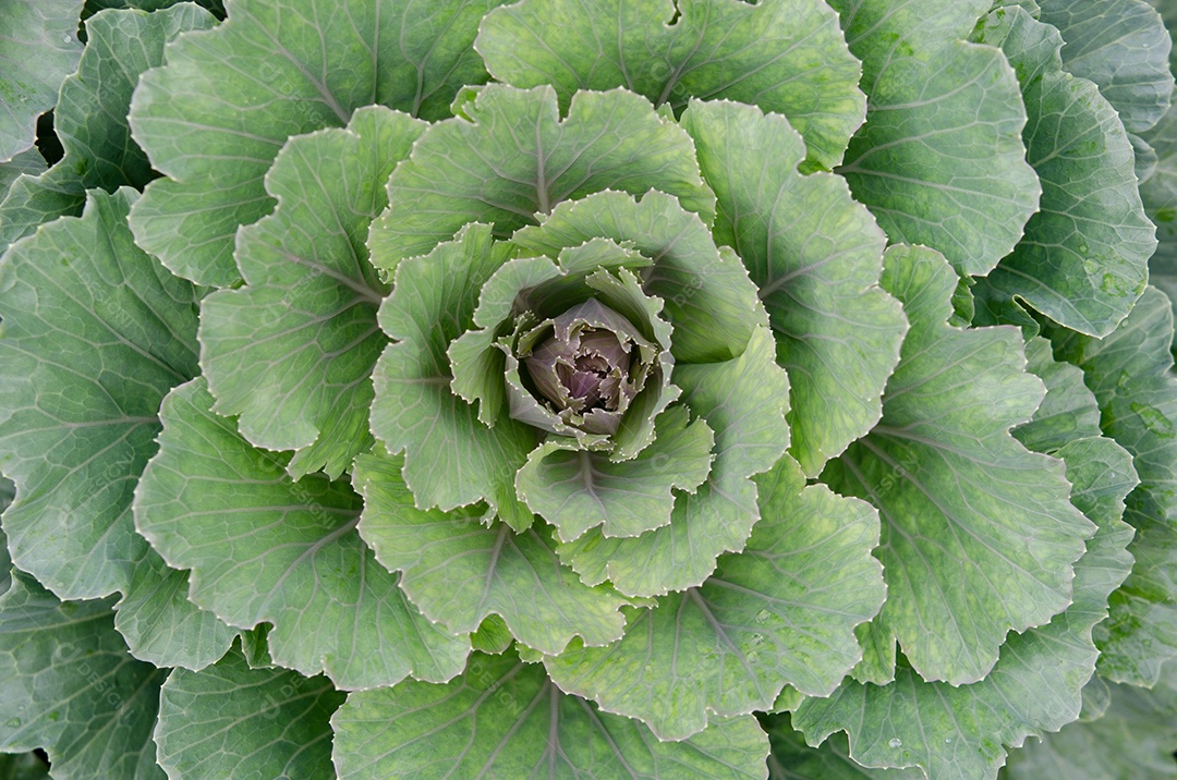 Repolho florido no jardim verde natural