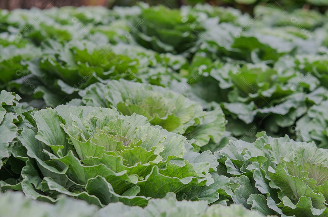 Repolho florido no jardim verde natural