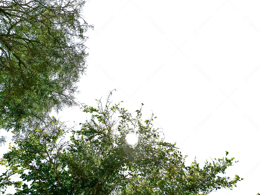 Folhas verdes em um fundo branco