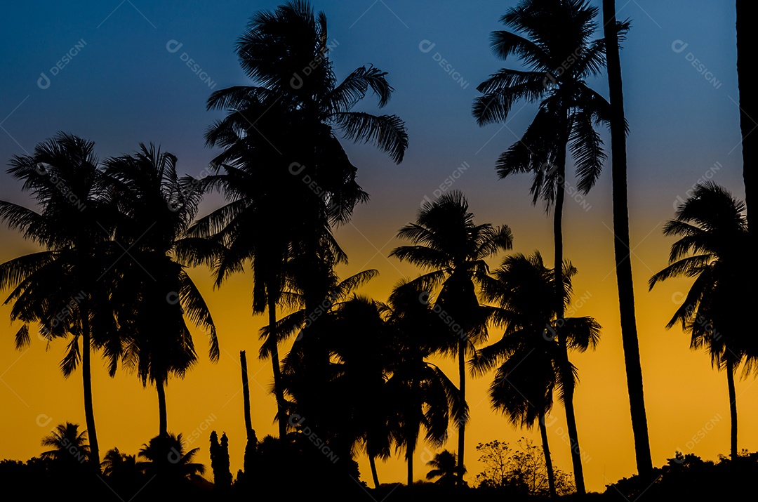 Palmeiras de coco silhueta. Tom vintage.