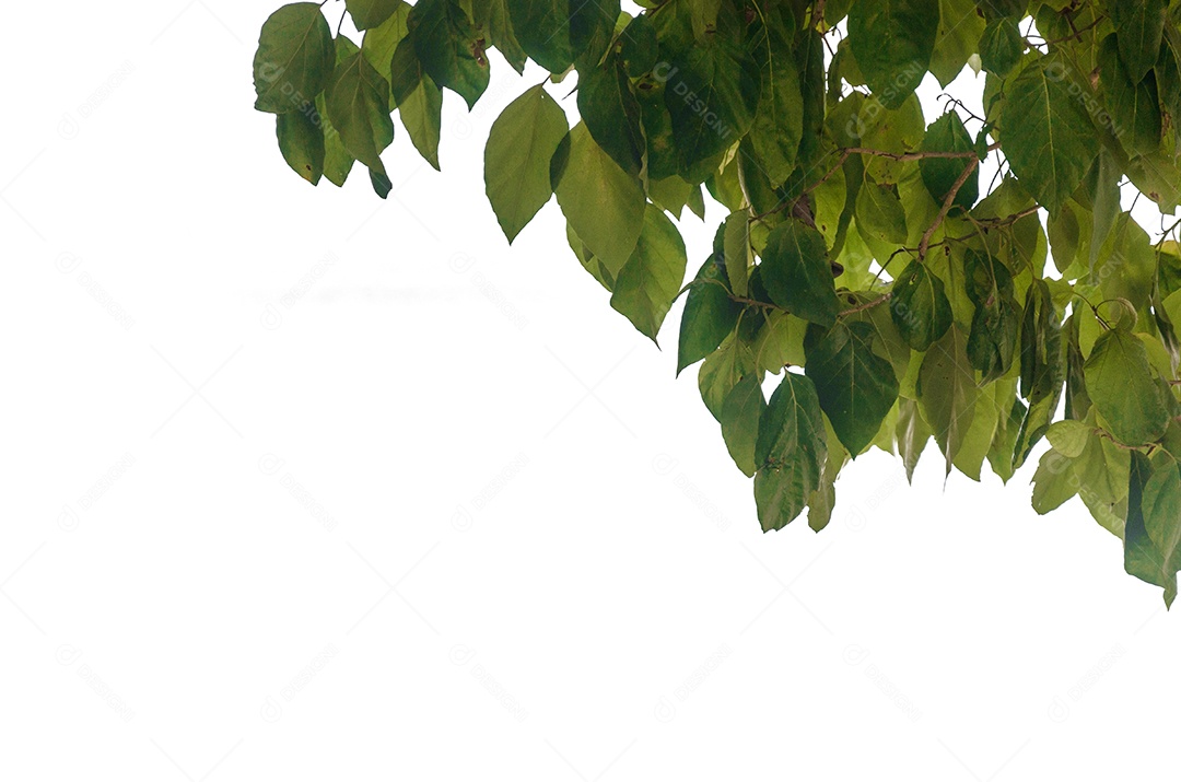 Folhas verdes em um fundo branco