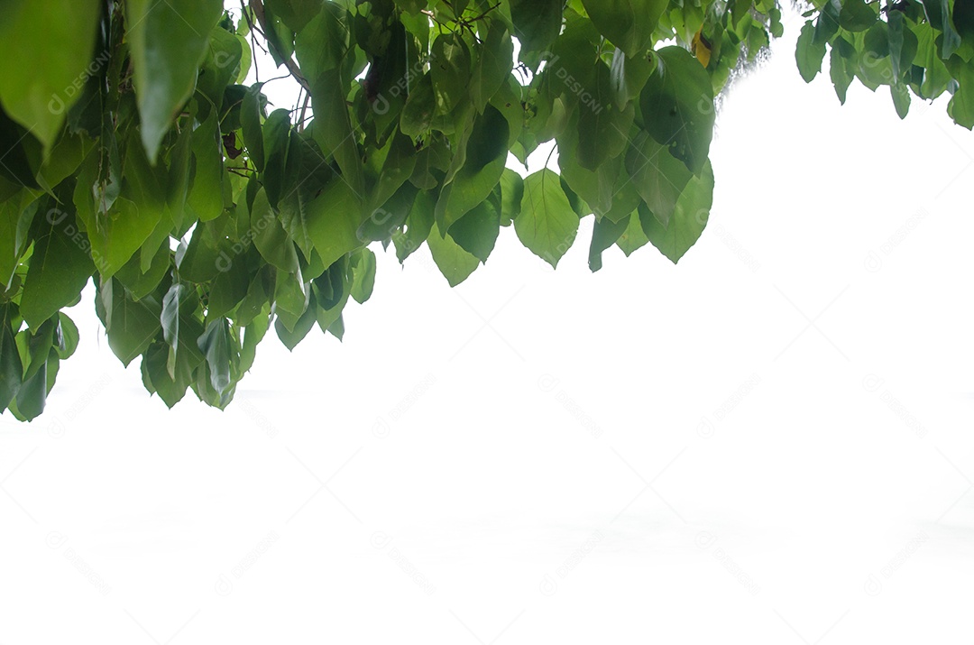 Folhas verdes em um fundo branco