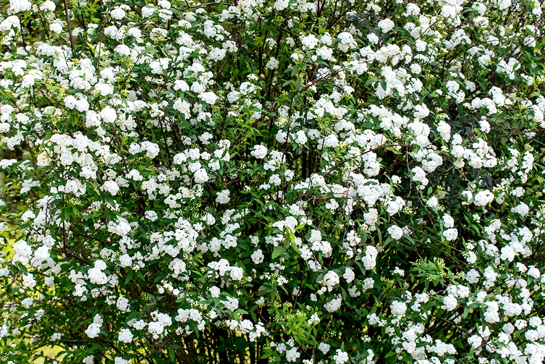 Fundo da textura da planta Spiraea cantoniensis ou bridalwreath sp