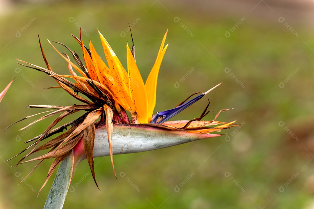Linda planta Strelitzia reginae, conhecida como a flor do guindaste