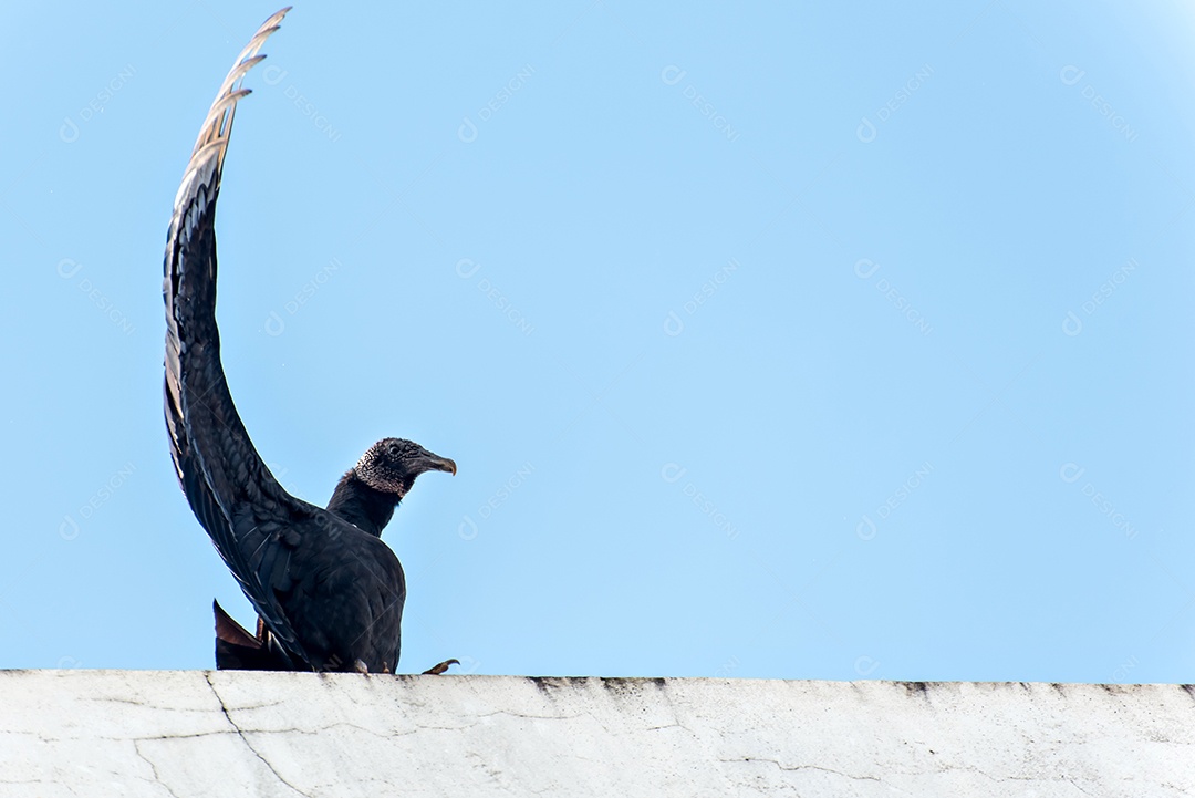 Pássaro de abutre preto no topo do edifício, céu azul ao fundo