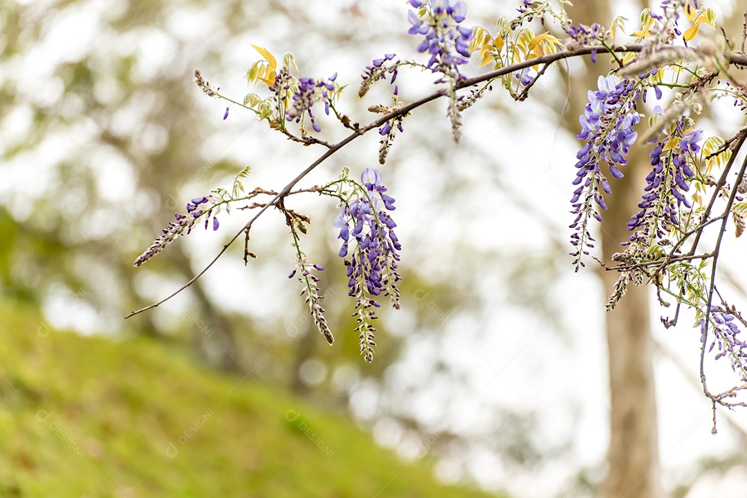 planta trepadeira com linda flor roxa de Wisteria, seletiva