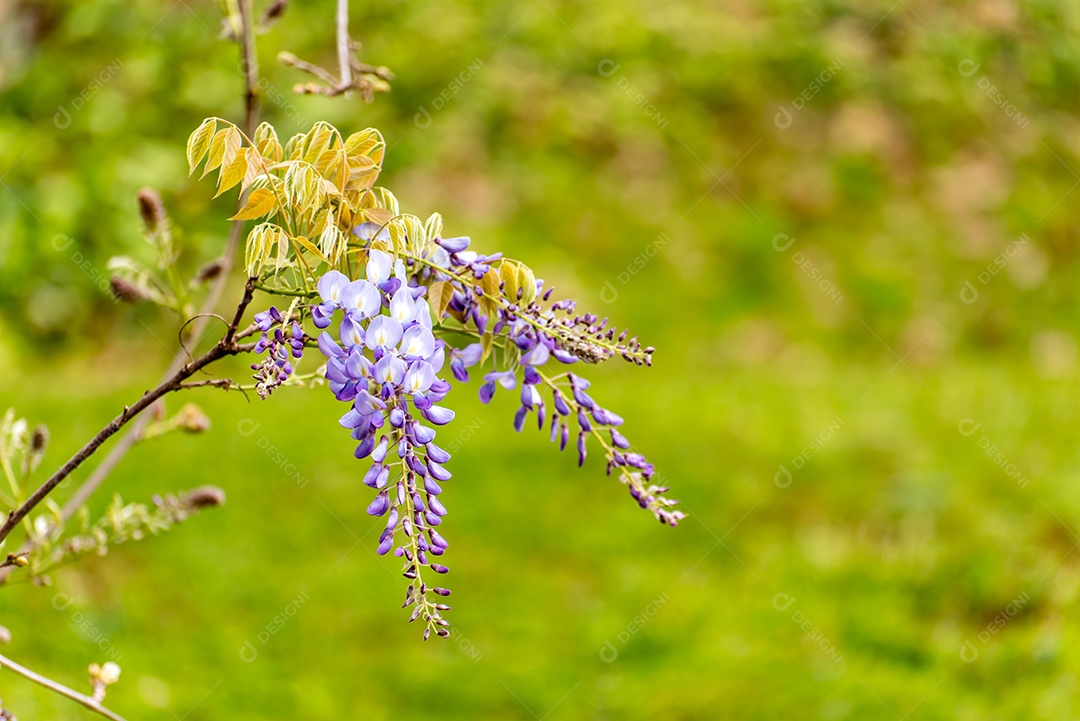 planta trepadeira, linda flor roxa de glicínias, foco seletivo