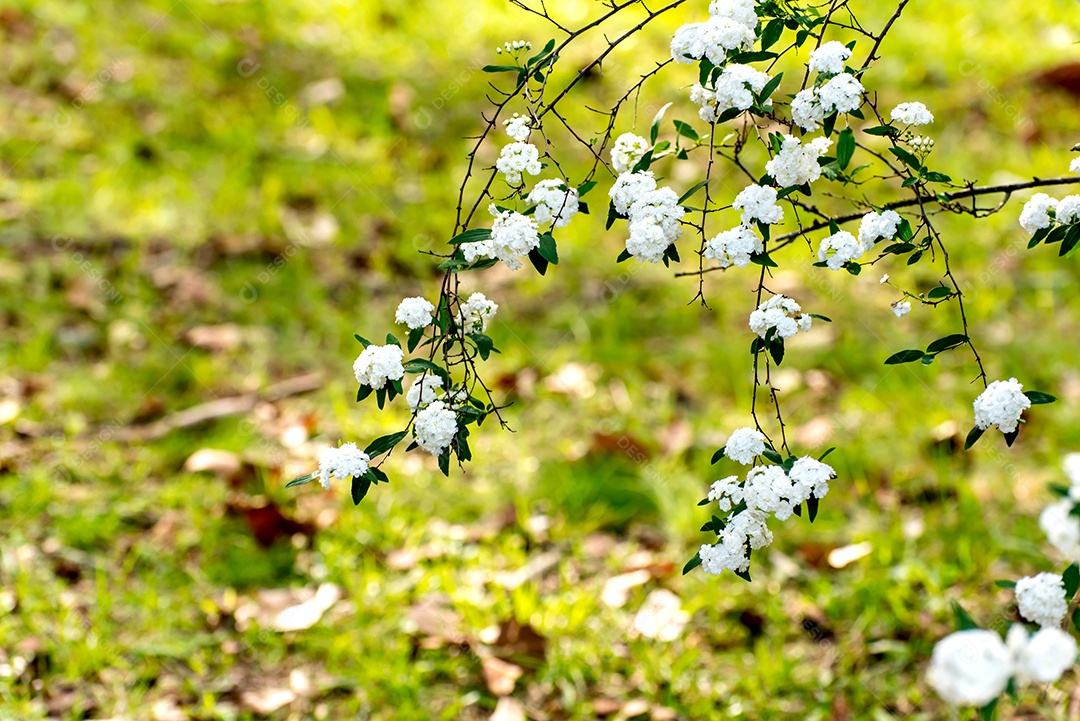 Flores de Spiraea cantoniensis ou spirea bridalwreath foco seletivo