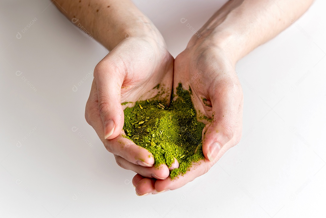 Mãos segurando a erva-mate (Ilex paraguariensis) no fundo branco