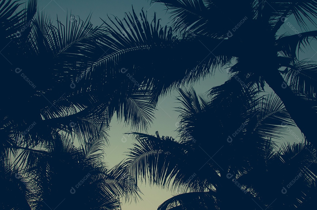 Palmeiras no fundo do pôr do sol lindo.