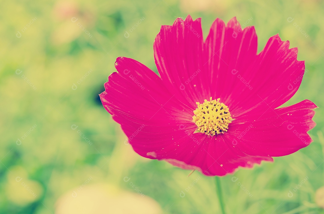A flor Cosmos isolada no fundo do céu.