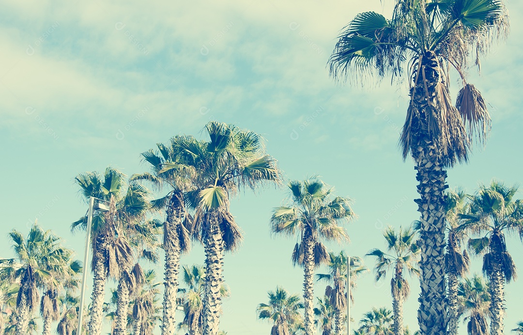 Palmeiras no fundo do céu lindo, paisagem.