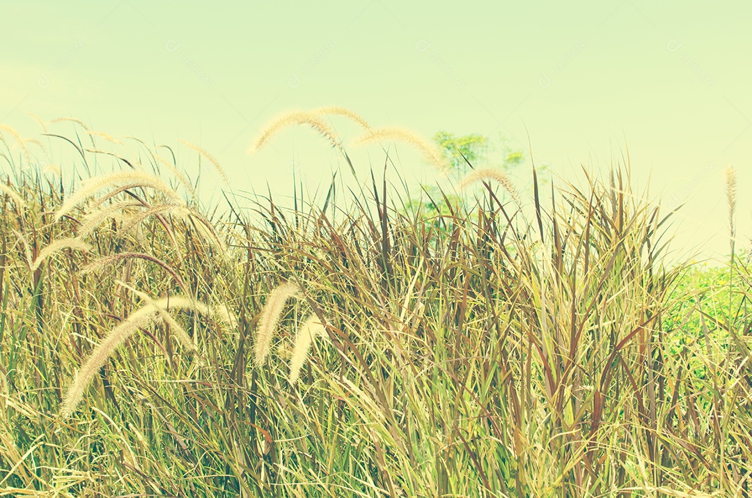 Dente de leão vintage com fundo de céu azul.