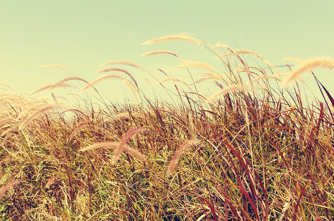 Dente de leão vintage com fundo de céu azul.