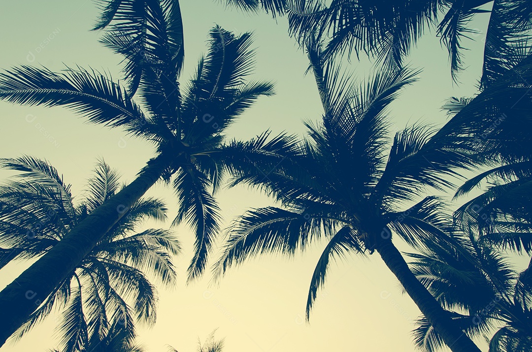 Palmeiras sobre o vintage de fundo por do sol bonito.