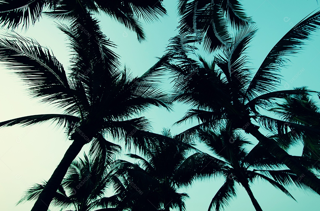 Palmeiras sobre o vintage de fundo por do sol bonito.