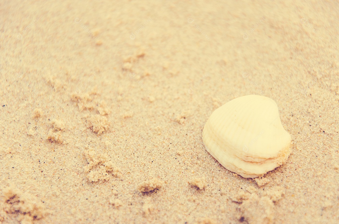 A concha branca na areia. vintage