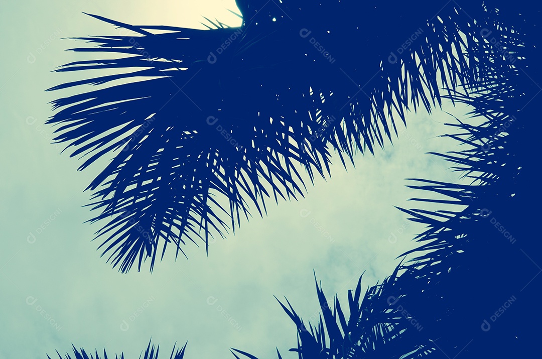 Palmeiras no fundo do pôr do sol lindo.