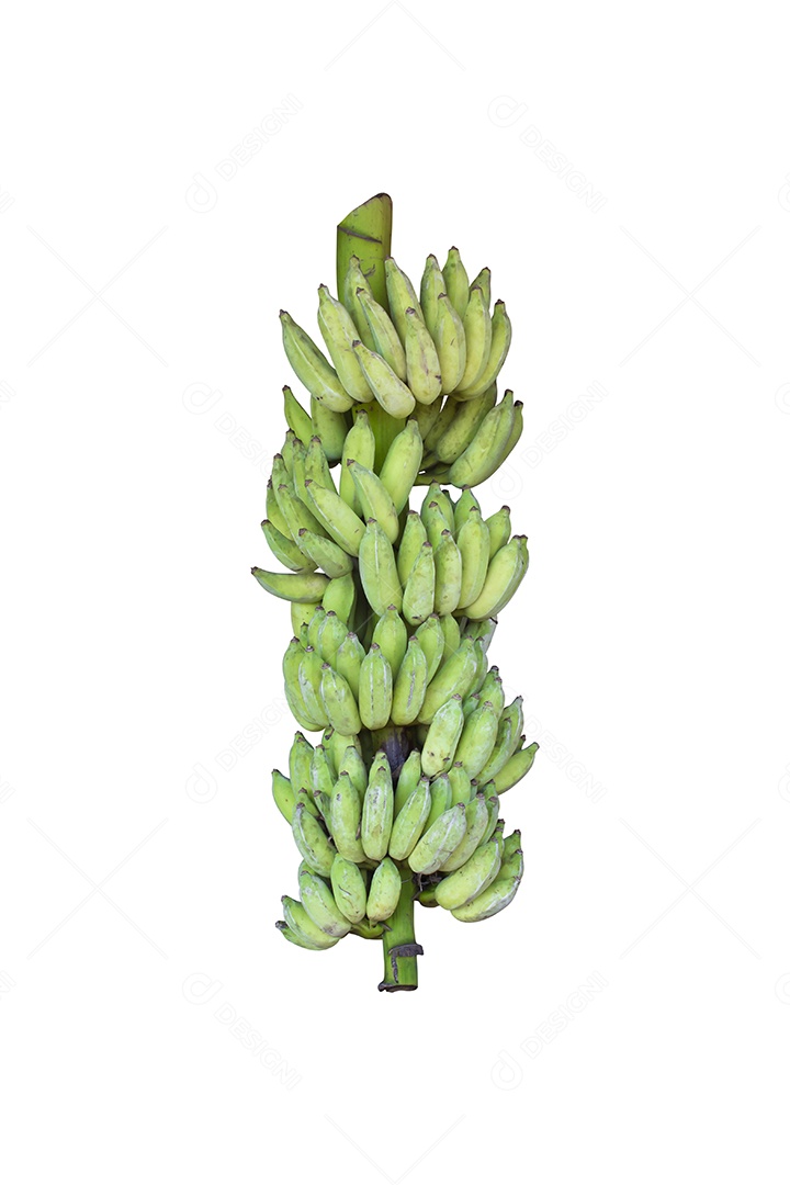 Cacho de banana cultivada isolado com verde no fundo branco