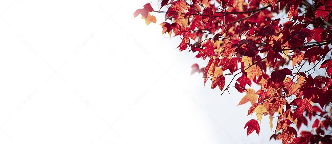 Galho de árvore de bordo isolado (Acer calcaratum Gagnep) com espaço de cópia horizontal