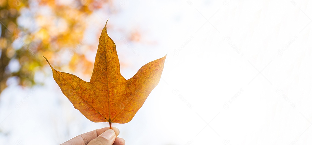 Folha de bordo (Acer calcaratum Gagnep) em uma mão com ano de árvore de bordo