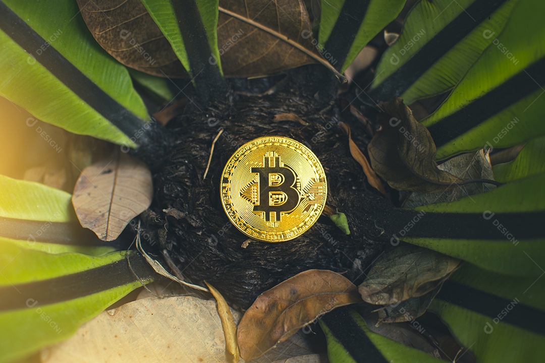 Bitcoin dourado colocado em uma árvore e fundo de folhas secas, dinheiro virtual