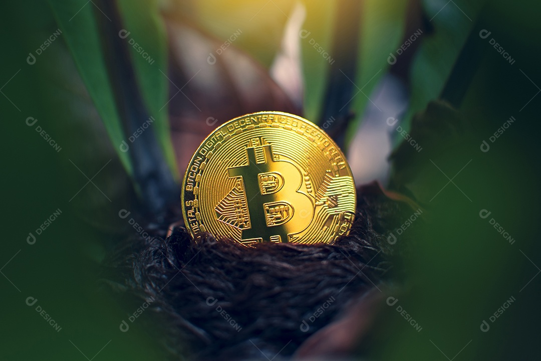 Bitcoin dourado colocado em um fundo de árvore, criptomoeda virtual