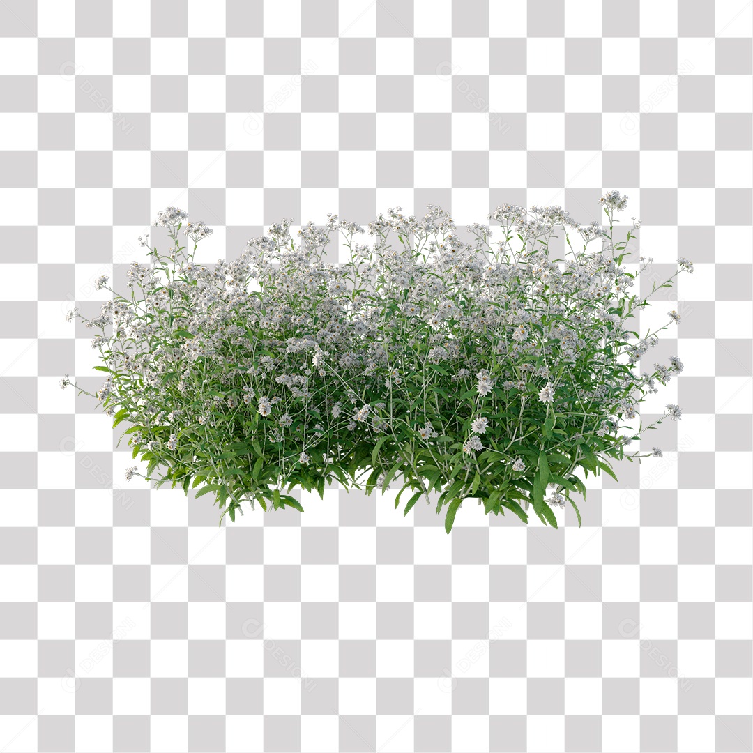 Planta com Flor PNG Transparente