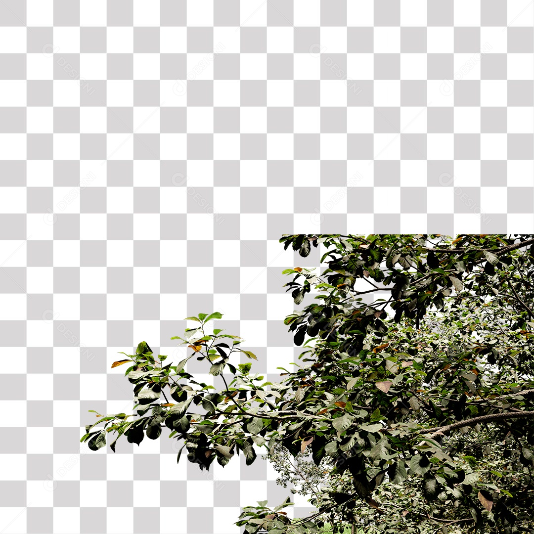 Árvore de folha verde, planta PNG Transparente