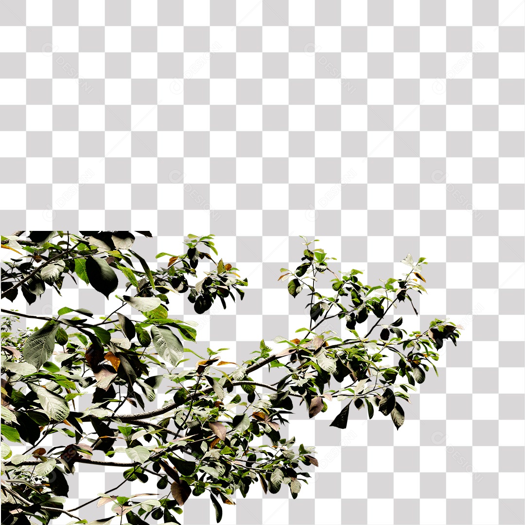 Árvore de folha verde, planta PNG Transparente