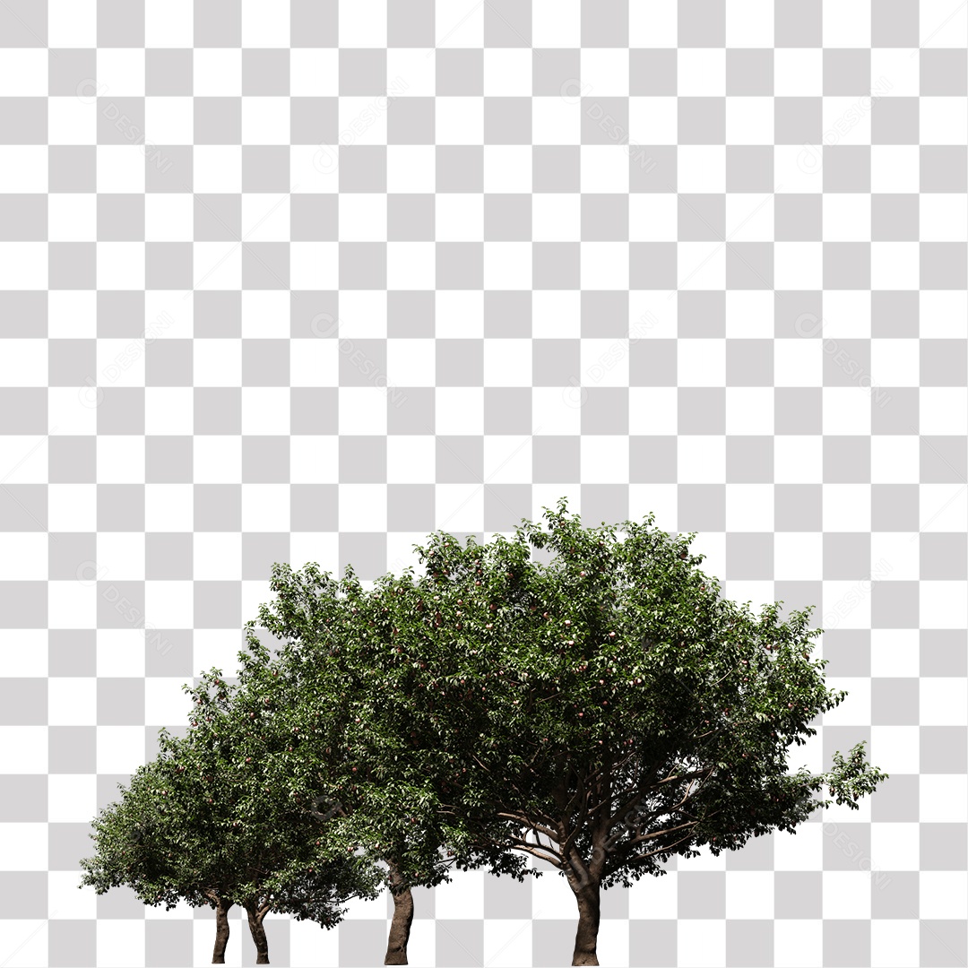 Árvore de Folha Verde Planta PNG Transparente