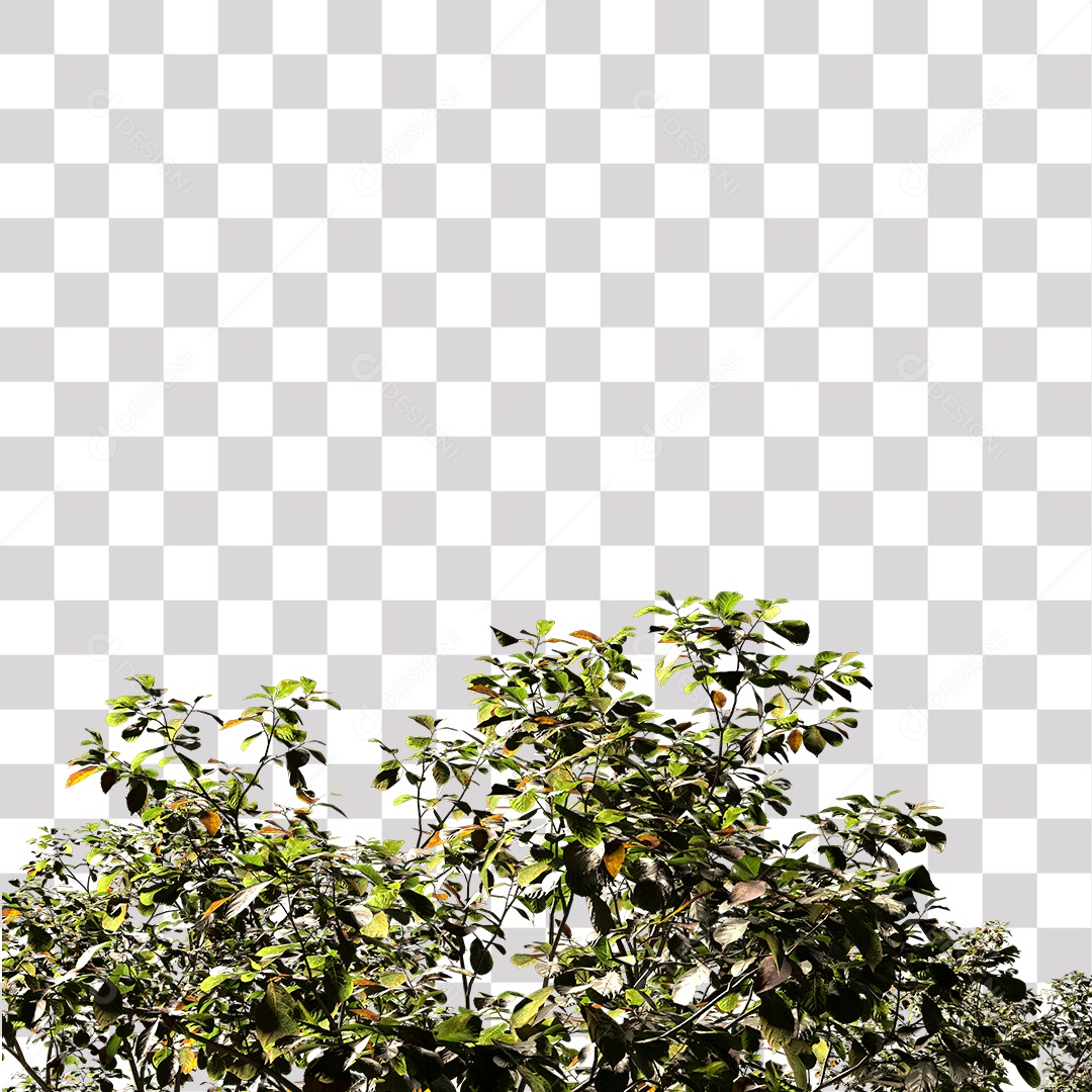 Árvores verdes PNG Transparente