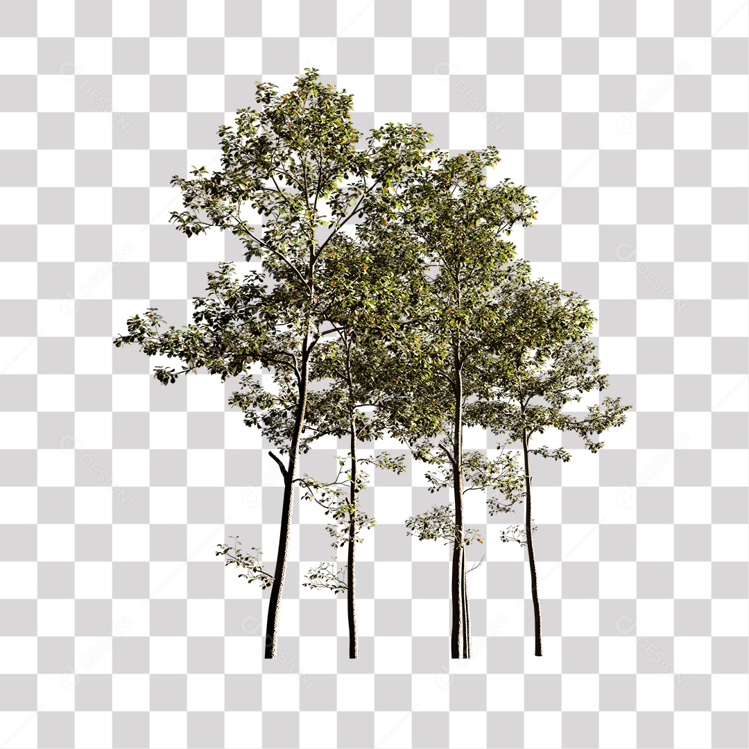 Árvores verdes PNG Transparente