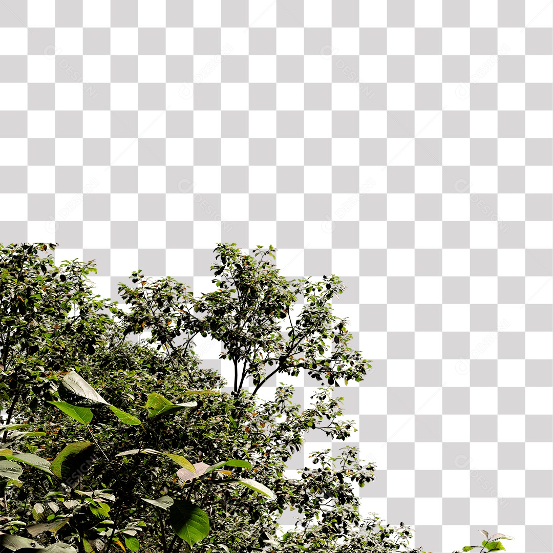 Árvore de folha verde, planta PNG Transparente