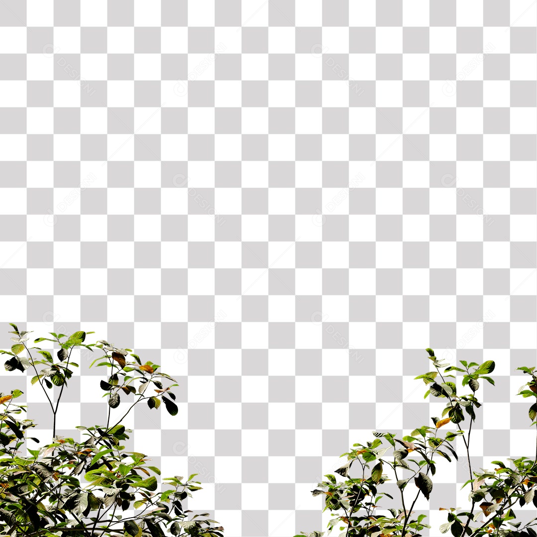 Árvore de folha verde, planta PNG Transparente