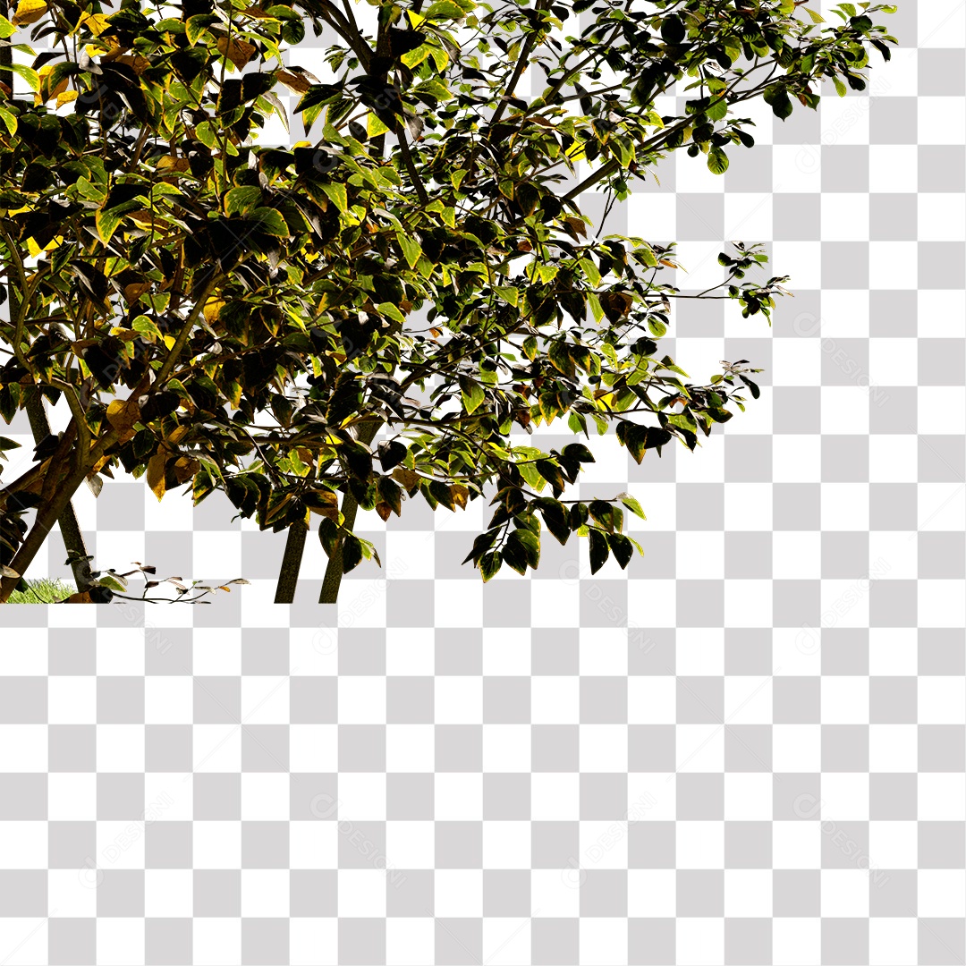 Árvore de folha verde, planta PNG Transparente