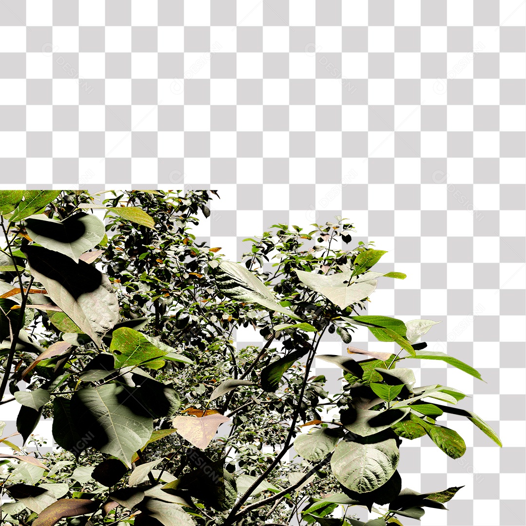 Árvore de folha verde, planta PNG Transparente