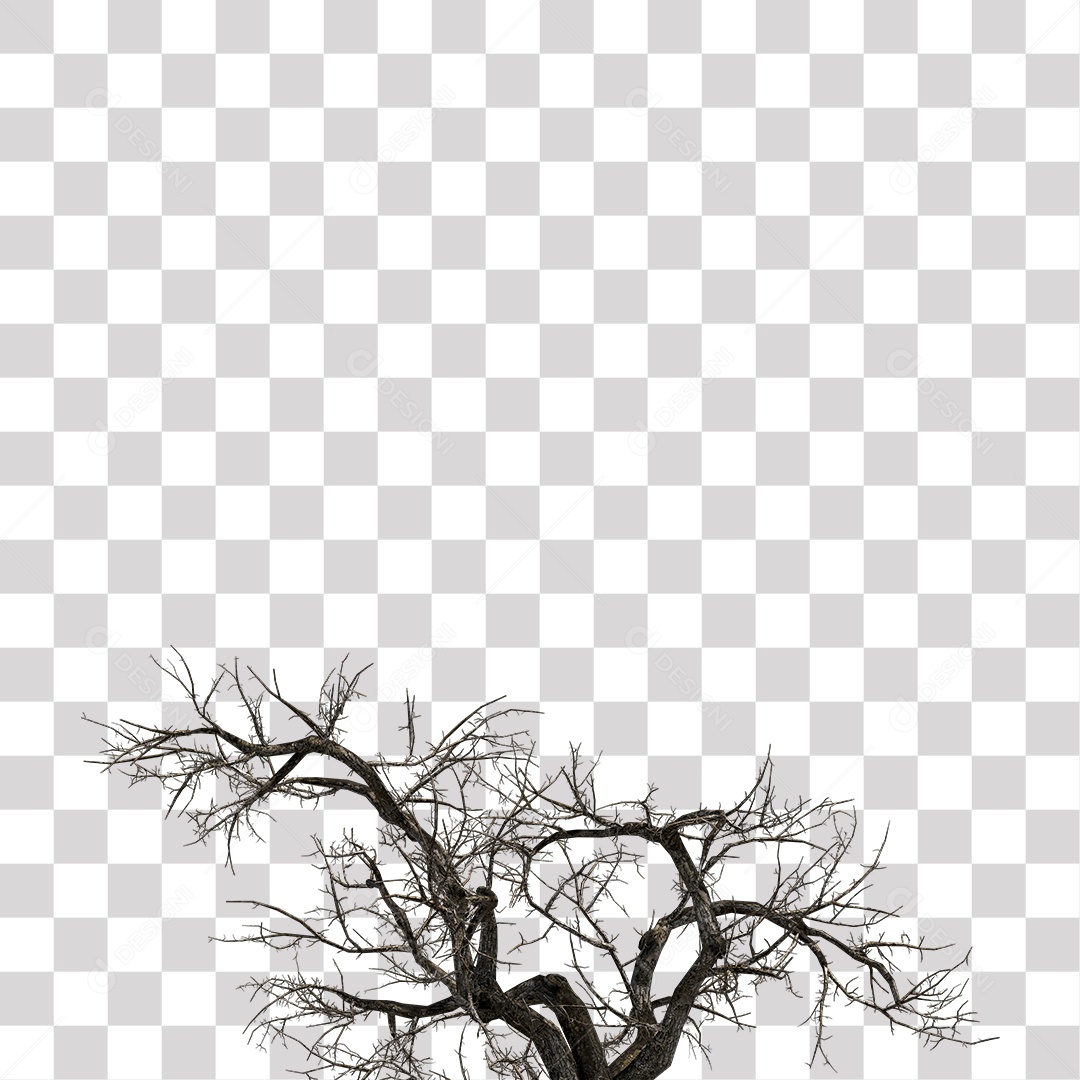 Galho Seco de Árvore PNG Transparente