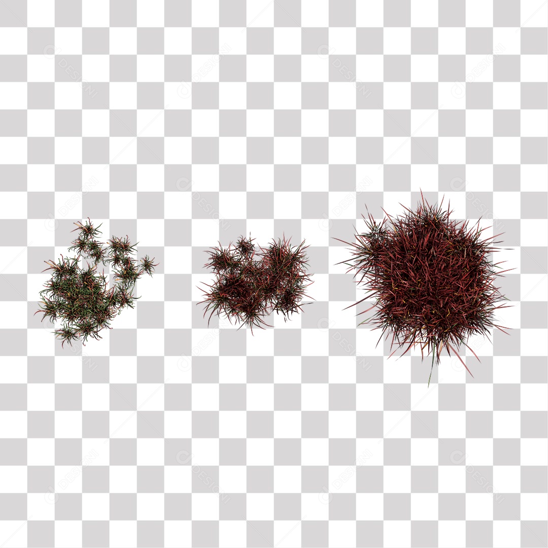 Vários Tipos de Planta PNG Transparente