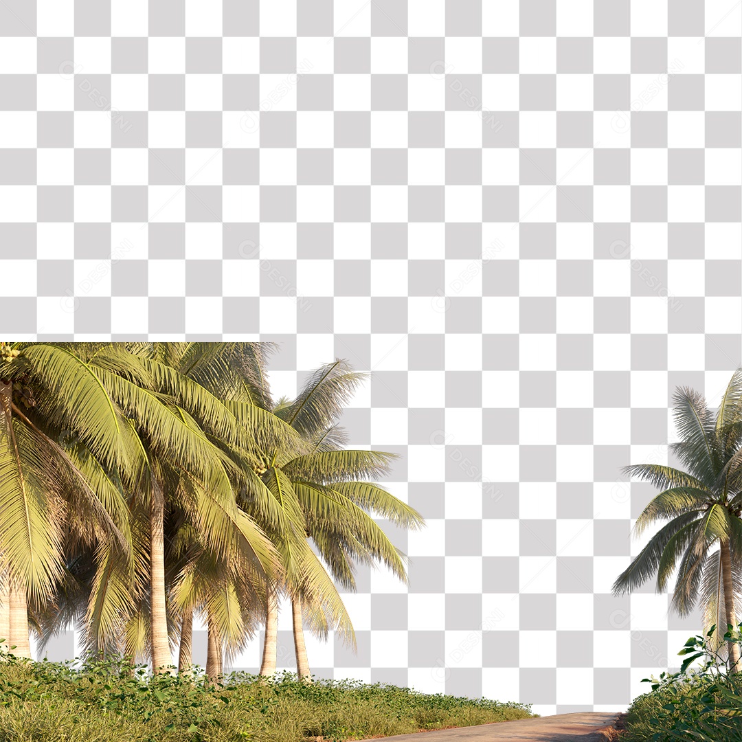 Árvore de Folha Verde Coqueiro Estrada PNG Transparente