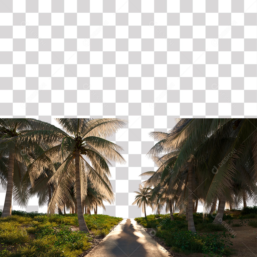 Árvore de Folha Verde Coqueiro Estrada PNG Transparente