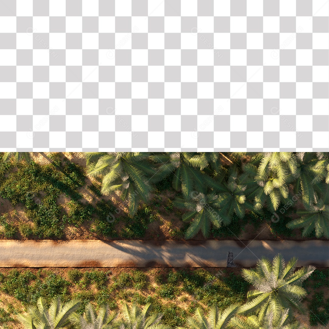 Árvore de Folha Verde Coqueiro Estrada PNG Transparente