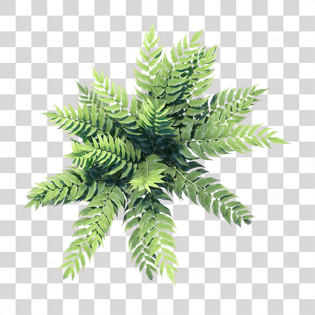 Plant Shrub PNG Transparent