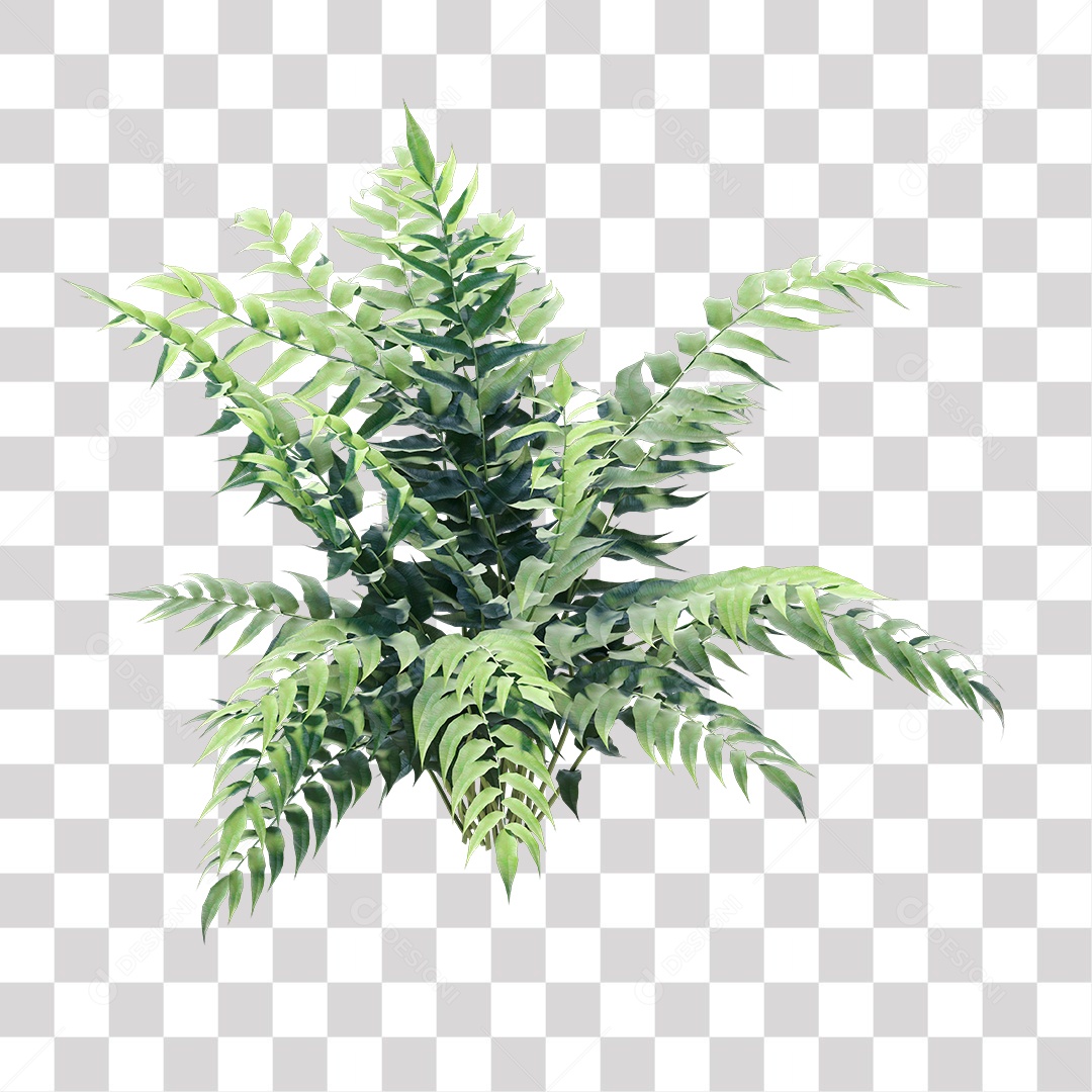 Planta Arbusto PNG Transparente