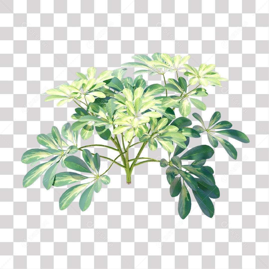 Planta Arbusto PNG Transparente