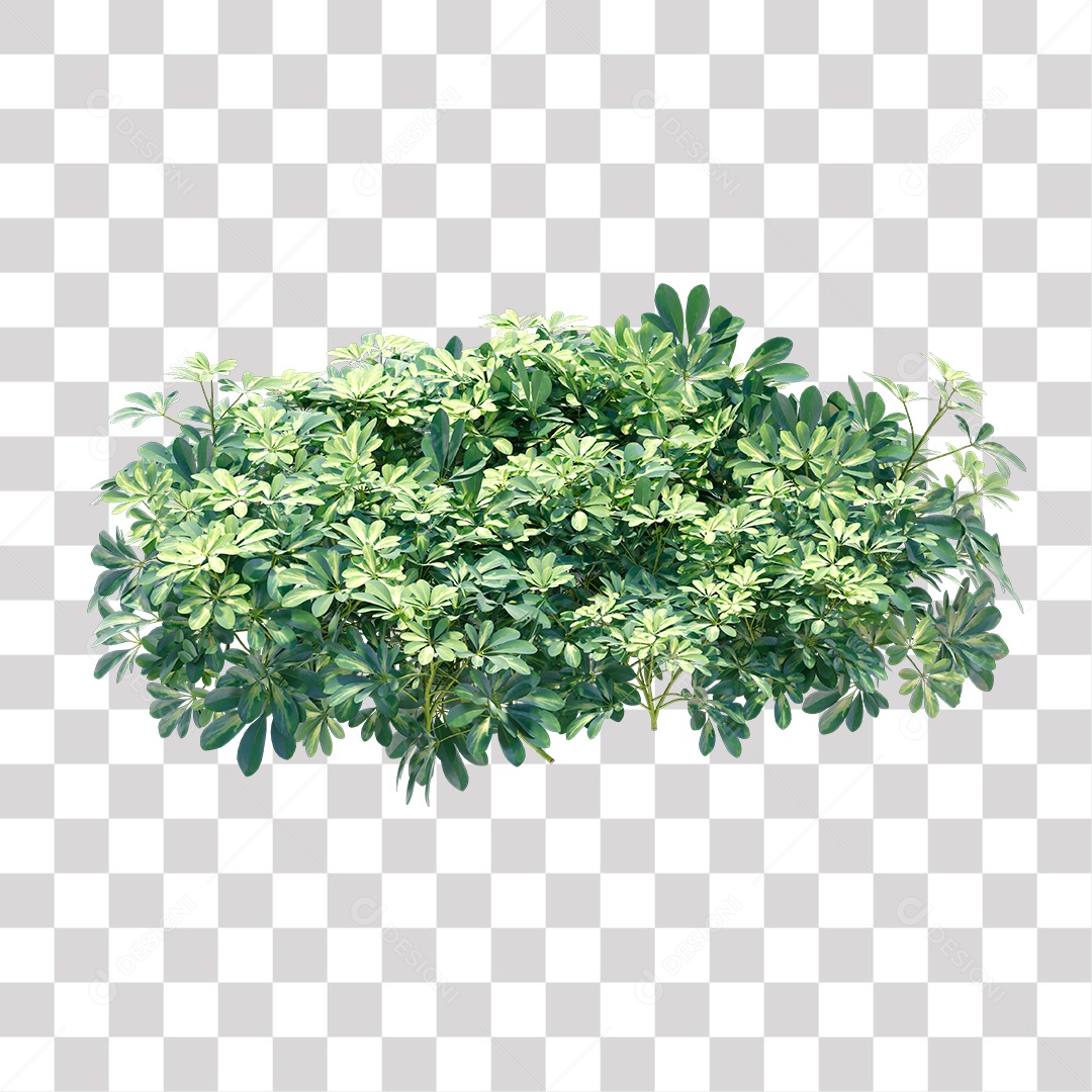 Planta Arbusto PNG Transparente