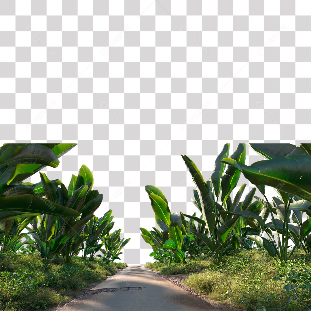 Mudas de Bananeira na Beira Da Estrada PNG Transparente