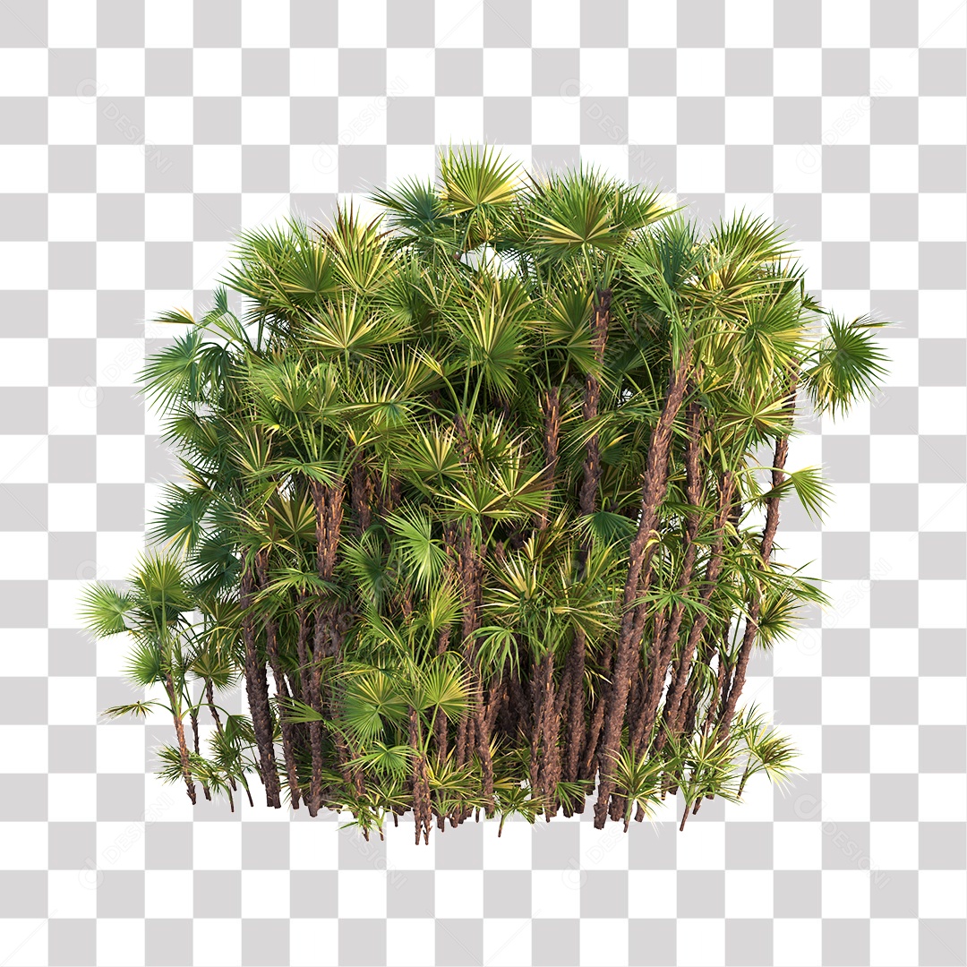 Planta Arbusto PNG Transparente