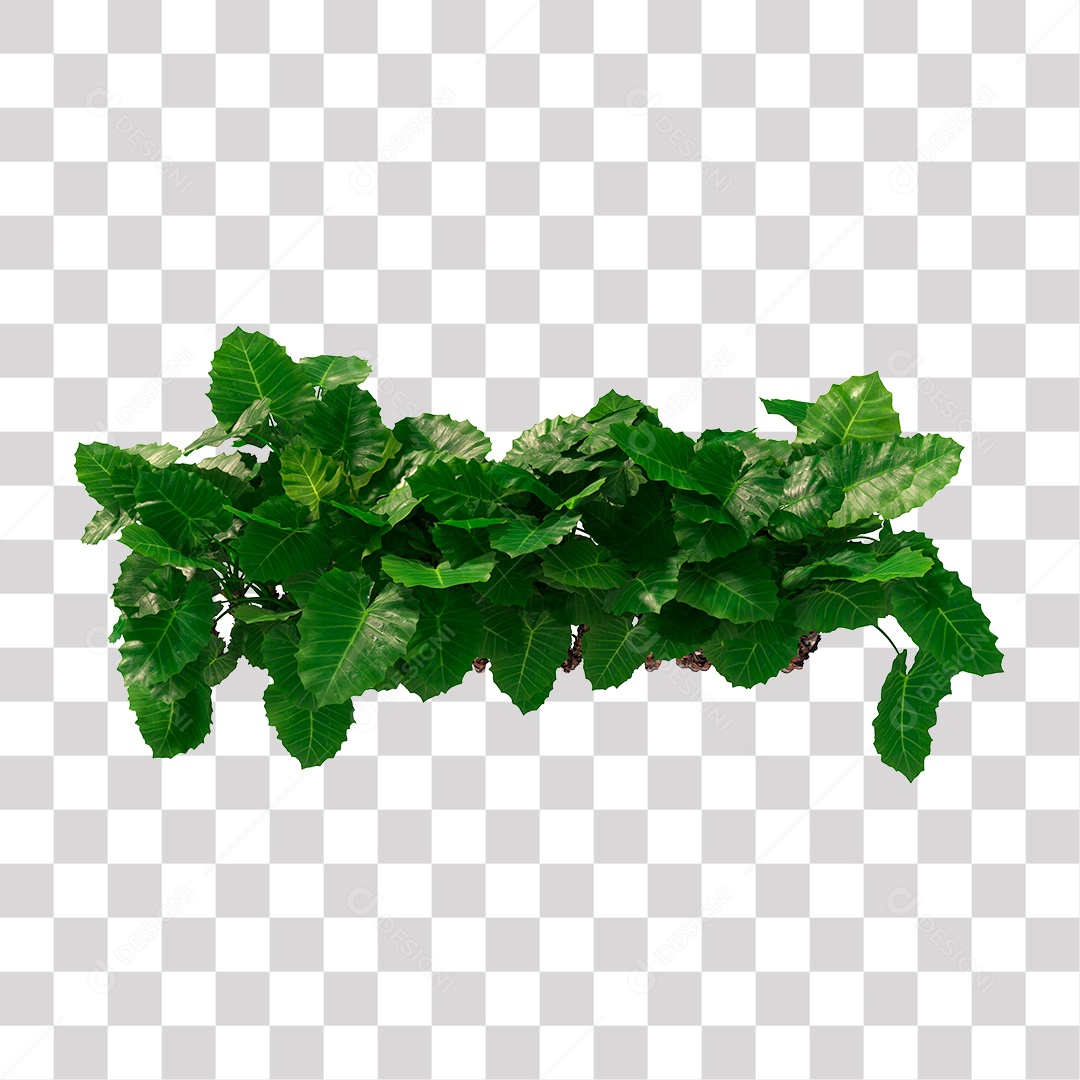 Planta com folhas verdes PNG Transparente