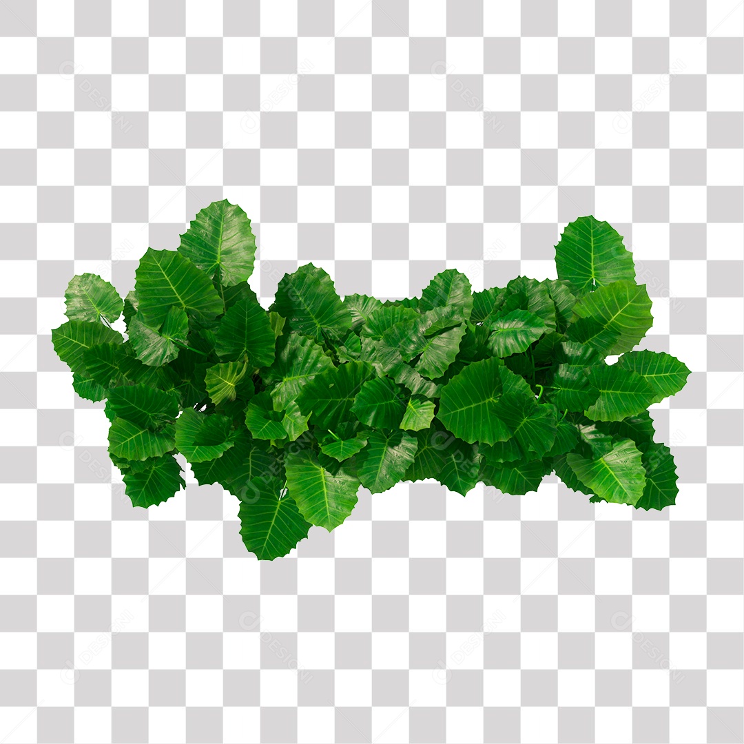 Plant with green leaves PNG Transparent
